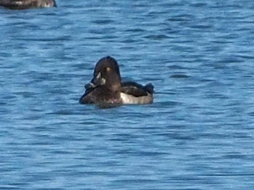 Porrón acollarado (Aythya collaris)