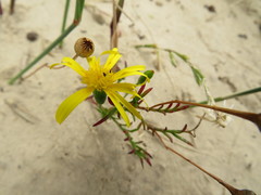 Steirodiscus tagetes