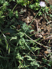 Lactuca tenerrima