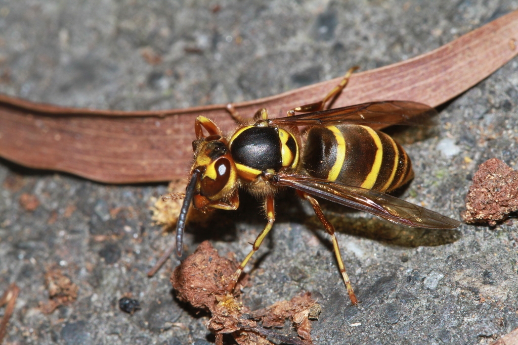 Taiwan Yellowjacket