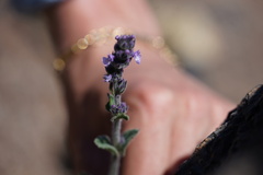 Nepeta teydea, photograph (c) Diego Rodríguez Hernández, some rights reserved (CC BY)