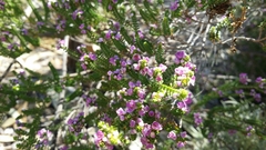 Thryptomene