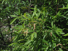 Salix pedicellata