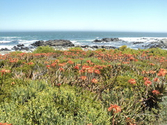 Aloe distans