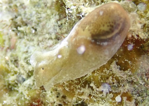 Haminoea succinea observed 2025-08-24
