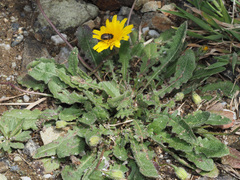 Leontodon longirostris