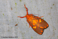 Ammatho roseororatus