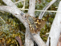 Trapezites phigalioides