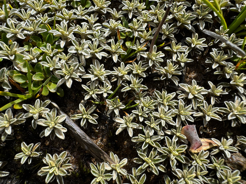 Ewartia meredithae, photograph 6