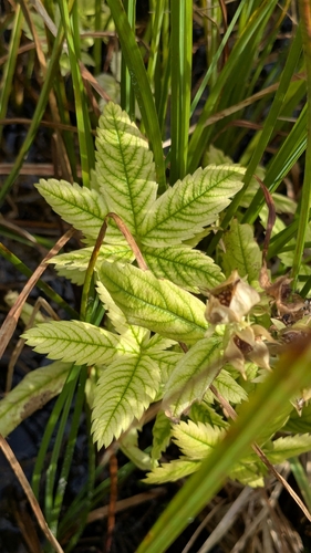 Comarum palustre iNat (3)