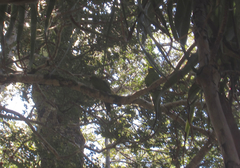 Cyanoramphus auriceps