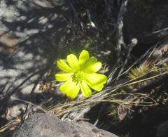 Ranunculus verticillatus