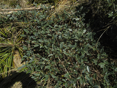 Brachyglottis adamsii