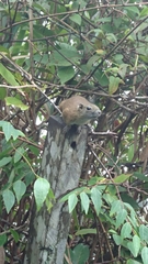 Callosciurus orestes