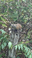 Callosciurus orestes