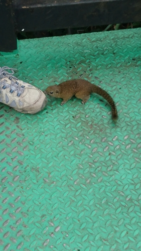 Borneo Black-banded Squirrel