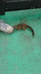 Callosciurus orestes