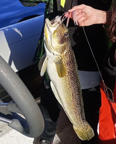 Argentinian sandperch (Pseudopercis semifasciata) — Pinguipedidae — 3