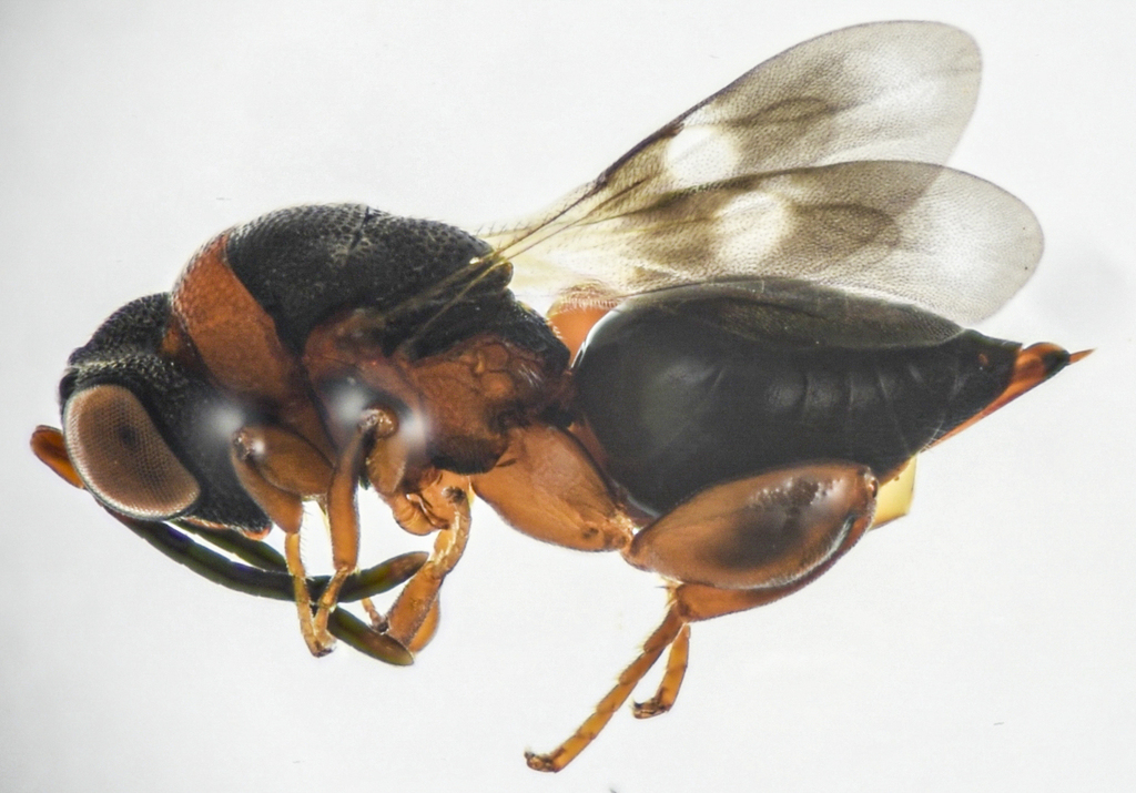 Hockeria unipunctatipennis