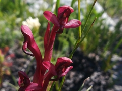 Disa ophrydea