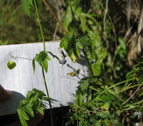 heartseed (Cardiospermum microcarpum)