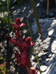 Disa ophrydea