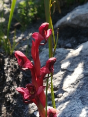 Disa ophrydea