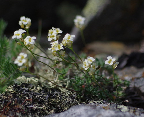 Palander's draba (Draba palanderiana)