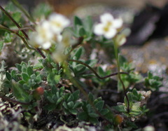Draba palanderiana