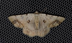 Aeolochroma quadrilinea