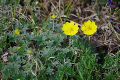 Potentilla hyparctica
