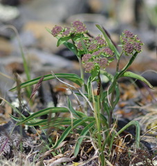 Bupleurum americanum