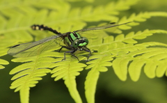 Ophiogomphus anomalus