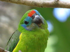 Cyclopsitta diophthalma