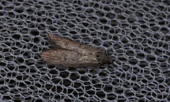 Heteromicta pachytera