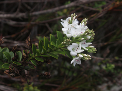 Veronica canterburiensis