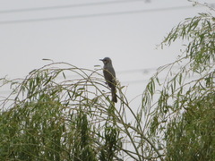 Hypsipetes amaurotis
