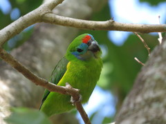 Cyclopsitta diophthalma