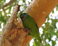 Cyclopsitta diophthalma