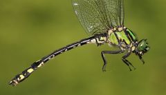 Ophiogomphus anomalus