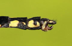 Ophiogomphus anomalus
