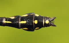 Ophiogomphus anomalus