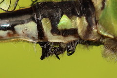 Ophiogomphus anomalus