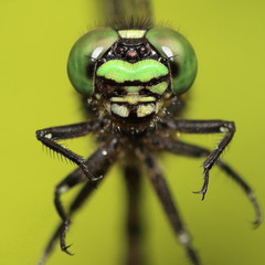 Ophiogomphus anomalus