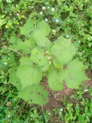 Chinese Bur