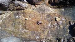 Lithobates yavapaiensis