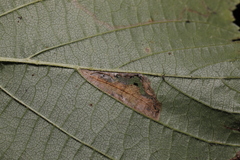 Phyllonorycter nicellii