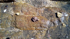 Lithobates yavapaiensis