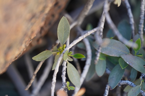 Rhamnus integrifolia, photograph 4