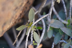Rhamnus integrifolia, photograph (c) Diego Rodríguez Hernández, some rights reserved (CC BY)